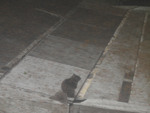 103.jpg
