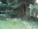 006.jpg