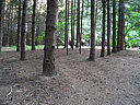 Click on this thumbnail to view the full resolution image in a new tab. 37.jpg